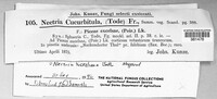 Corinectria fuckeliana image